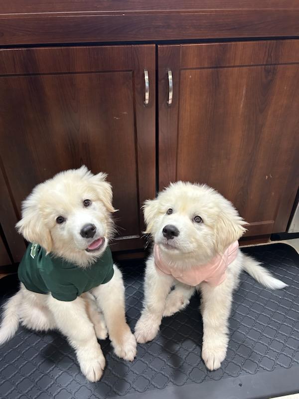 Siblings at 8 weeks
