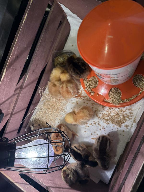 Hoover's Hatchery Live Assorted Color Egg Production Baby Chicks, 10 ct ...