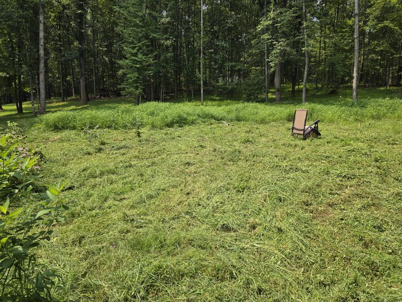 Stiltgrass cutting in progress
