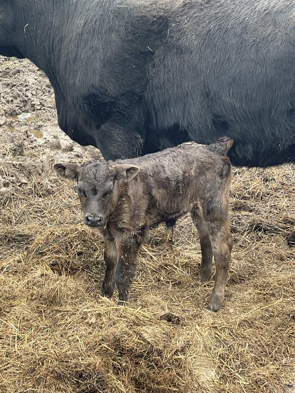 Next Generation of heifers