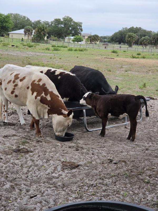 Was a little too tall for the calf at first, but she can reach it now....but still likes her little bowl (when mama doesn't butt-in)