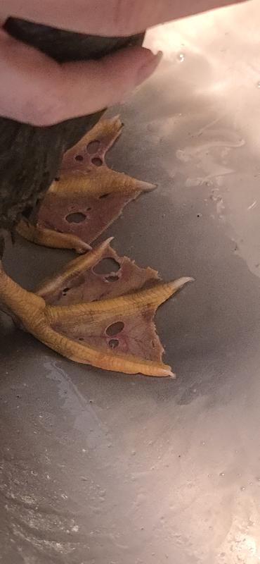 Took all the red out and started healing a cut on his leg.