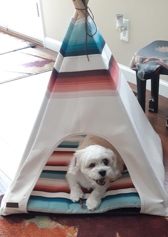 Evie loves her tee pee