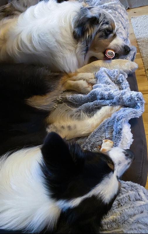 They even sleep with these favorite treats holding it in their mouths!