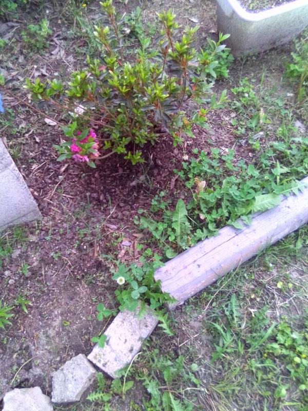 Growing Azalea 'Amelia Rose