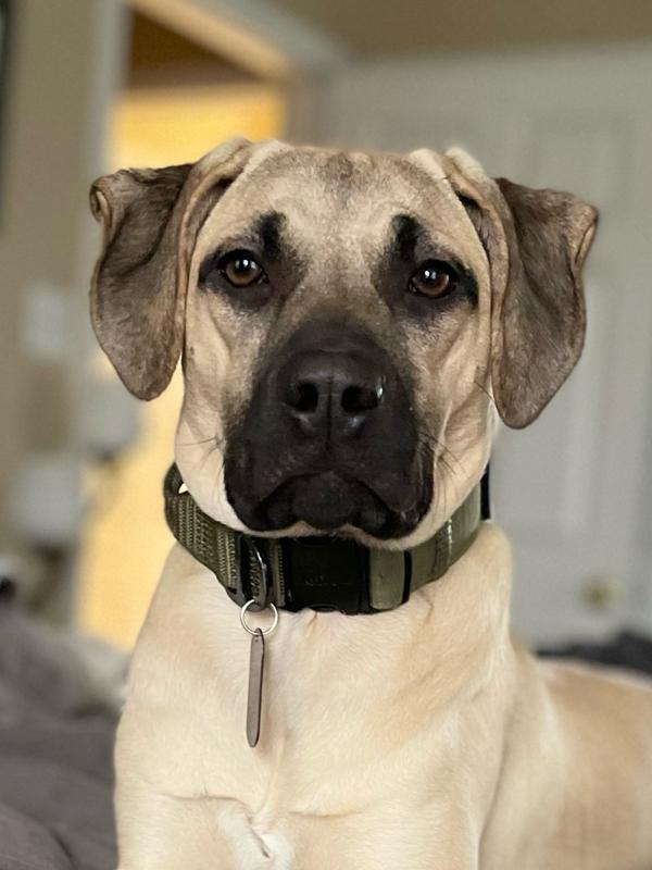 Rogan