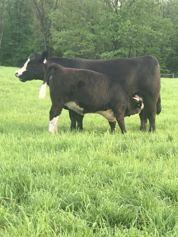 Saving hay for these guys.   Do not buy this tarp