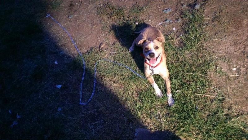 Our boy Duke chained to the Tie-Out Stake. It is very hard to see the stake since it is flush with the ground.