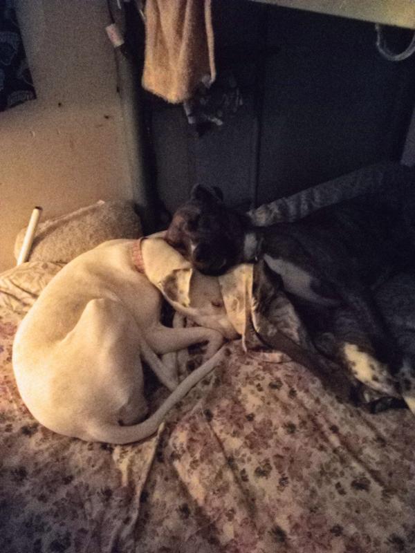 Photos l to r is a b Roy is sleeping on the loveseat, and 3yr old brother bubba and 1year old sweetoea are snuggling on my bed