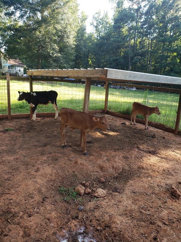 Holstein and Jersey Calves