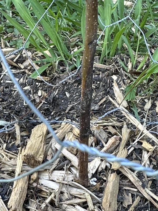 Root base hole twice as big mulched and watered just as all of my other 22 FLOURISHING trees!