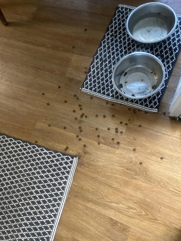 Spit kibble on floor