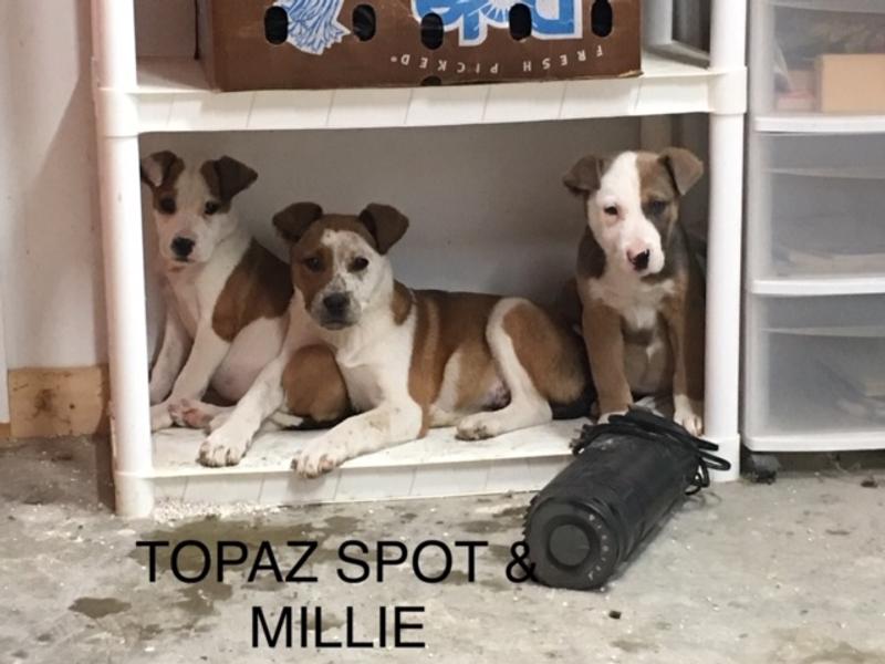 these 3 now weigh 90 pounds and love chicken basted bones!