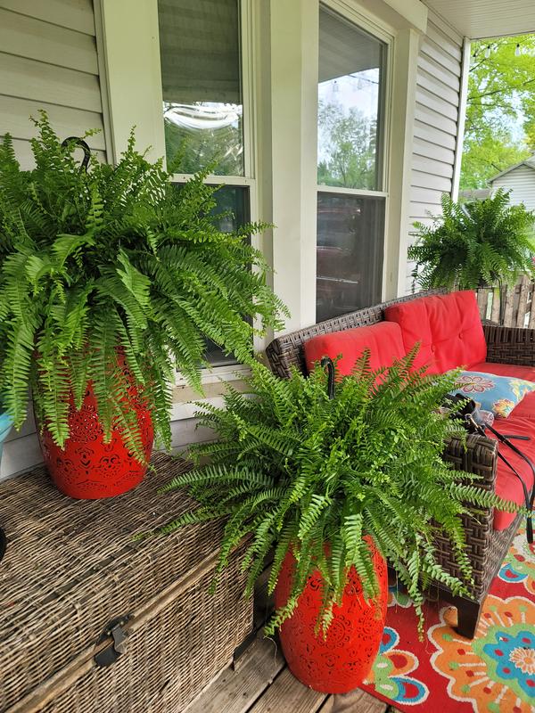 Boston ferns delivered 3 of 4