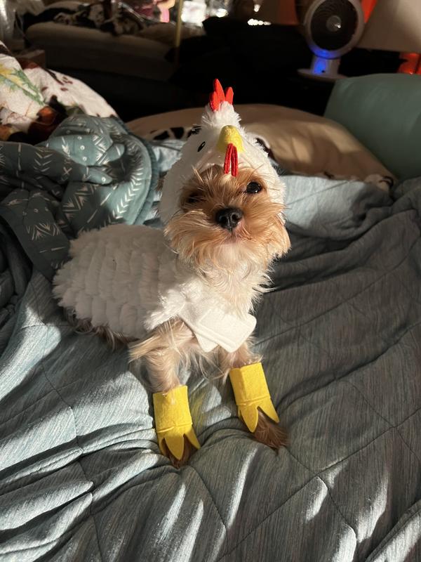 My sweet little spoiled Kirbie!