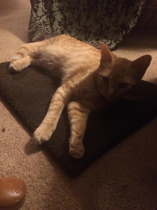 Sleeping on his thermal pad which is  folded in half.