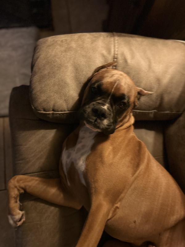 We have eight double doodle dash hound and three Boxers