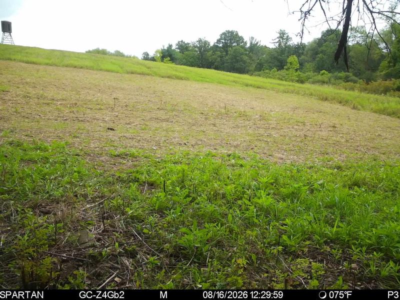 Last picture is 2 week after seeding.