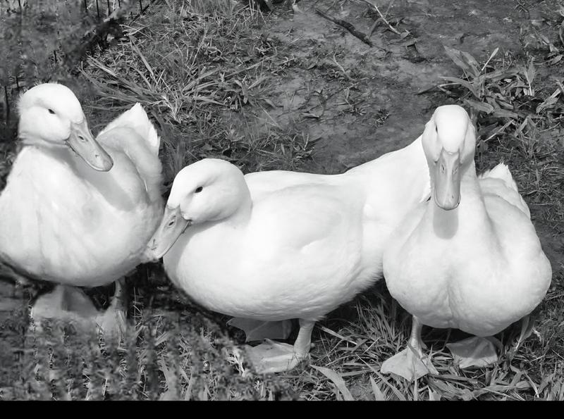 Just a few of the Pekins from the flock.