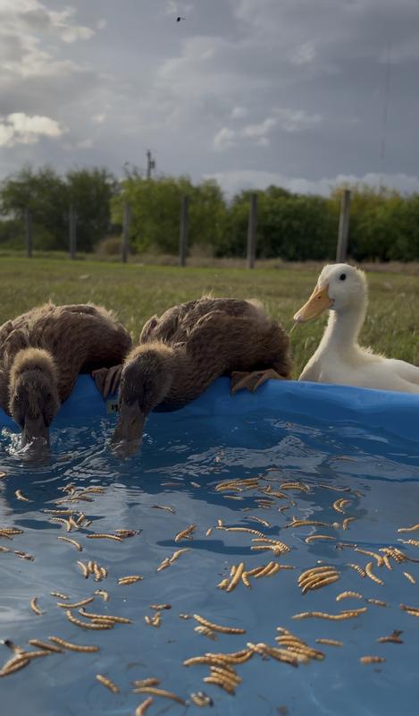 Ducks having a treat