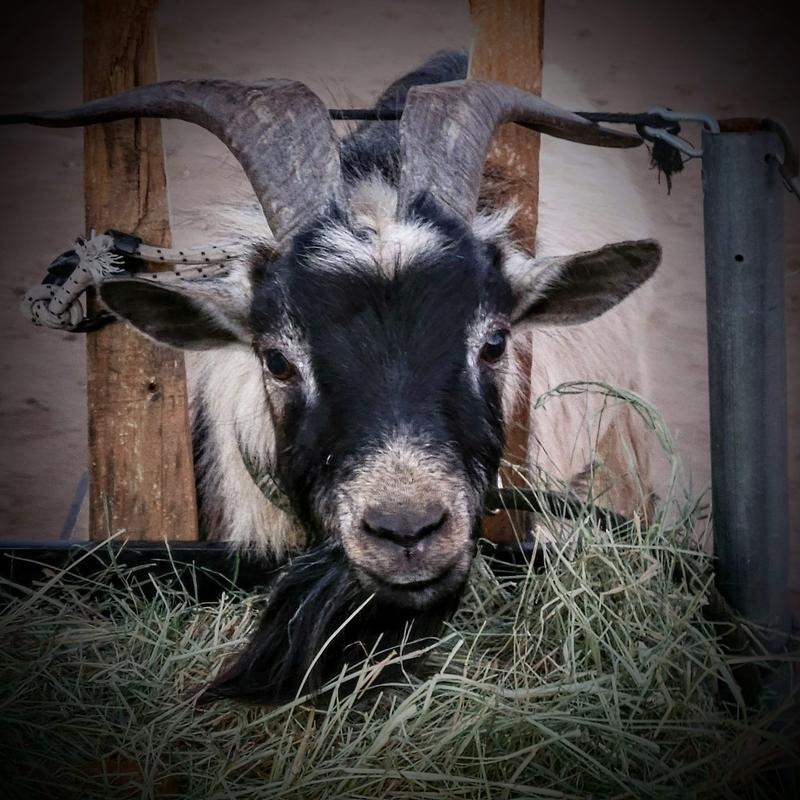 Goat Morning