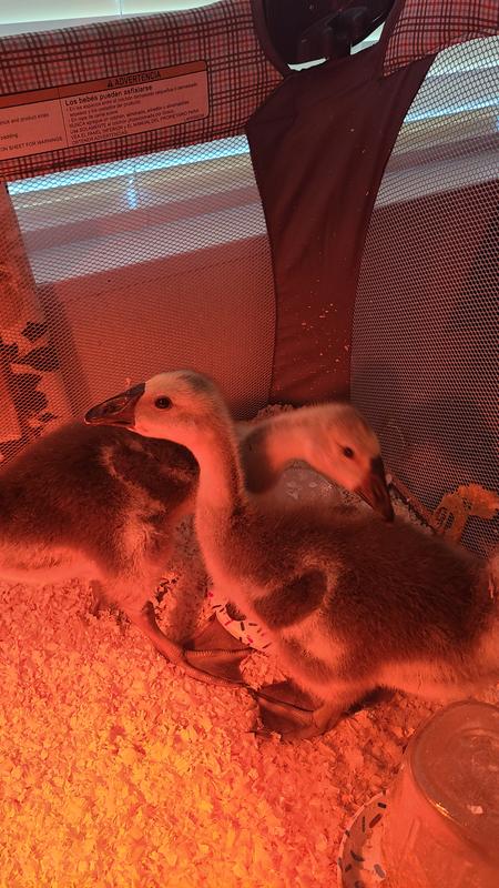 Fluffy babies!!
