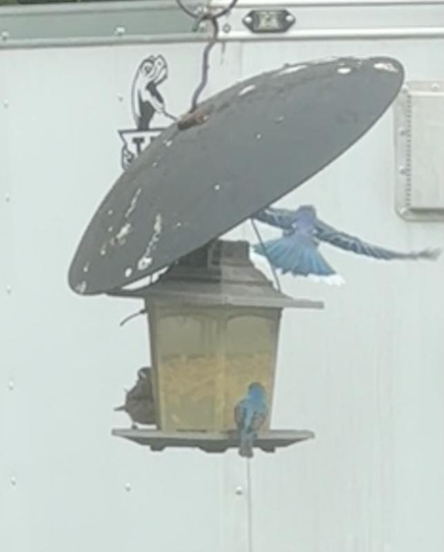Blue jay & Indigo bird