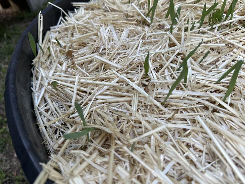 Wheat and barley sprouts