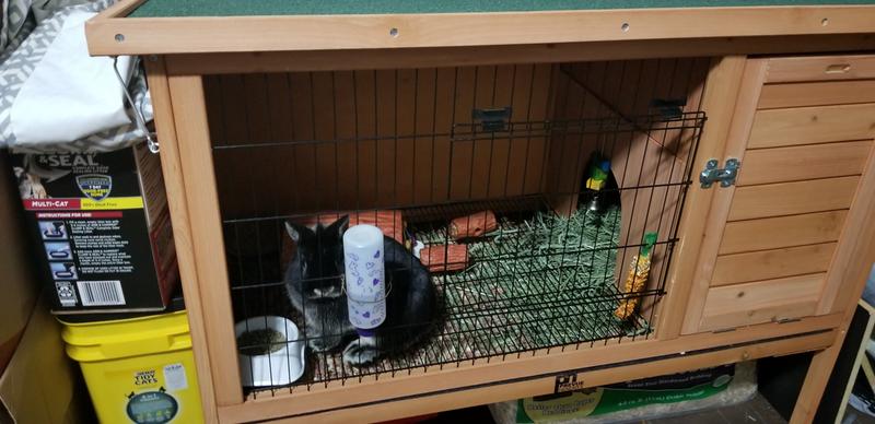 My son's Dwarf Rabbit