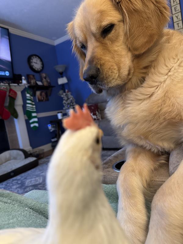 He loves our Golden Retriever Tucker.