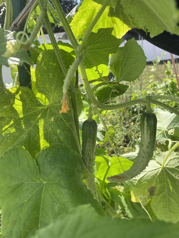 Holding cucumber plants