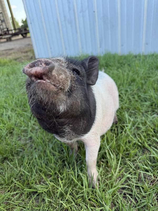 Begging for Treats