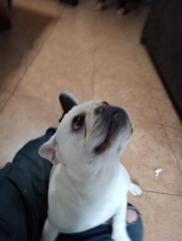 Lacy the Frenchie loves 4 health brand food