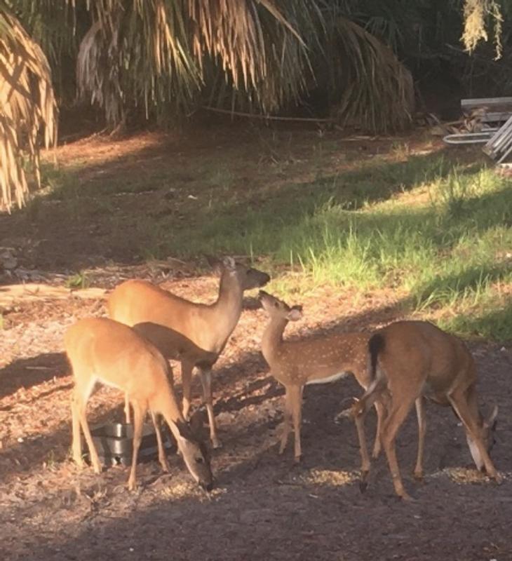 Breakfast regulars at Granddad’s Diner