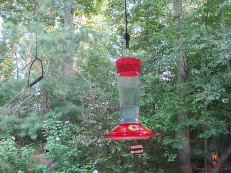 Hummingbird feeder awaiting the hummers