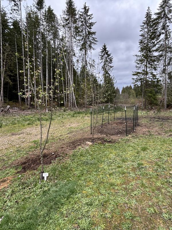 deer fence installed to protect cherry trees