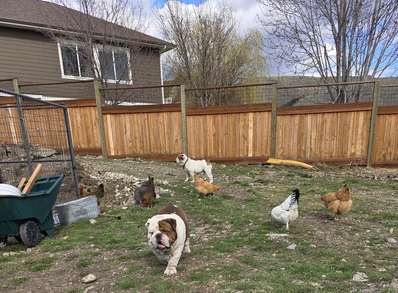 Happy hens