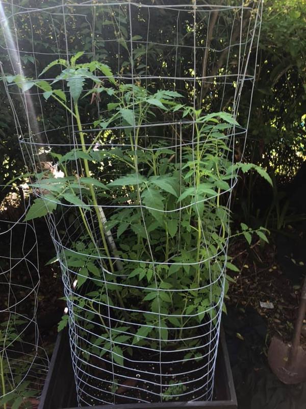 Tomato supported by galvanized rabbit wire