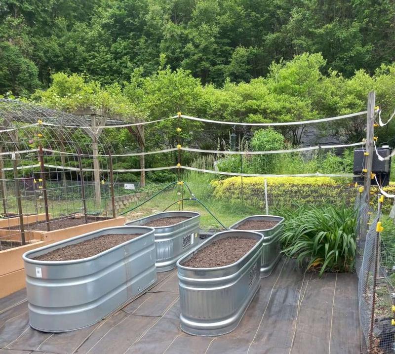 Stock Tanks used as raised beds for growing Veggies