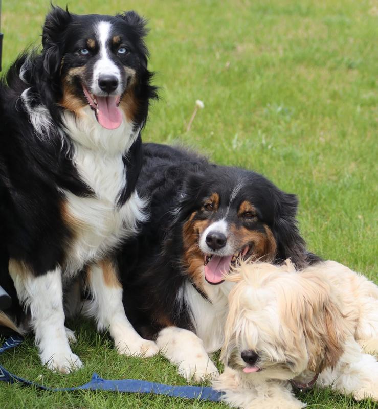 Happy dogs