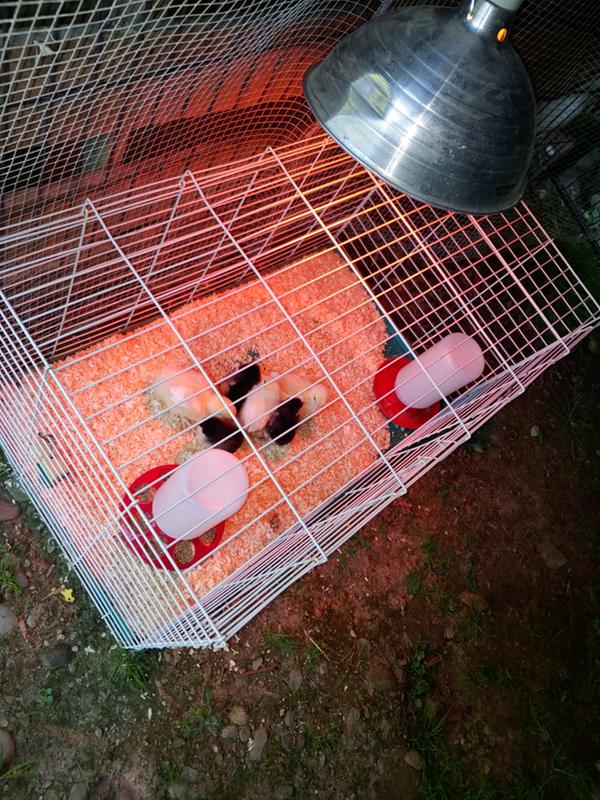 New baby chicks are the ones for this review and the other chicks I bought a couple of months ago all from this hatchery