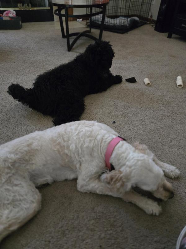 Chewing for hours....