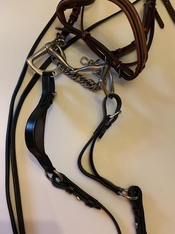 Rein-aids on Cody’s bridle