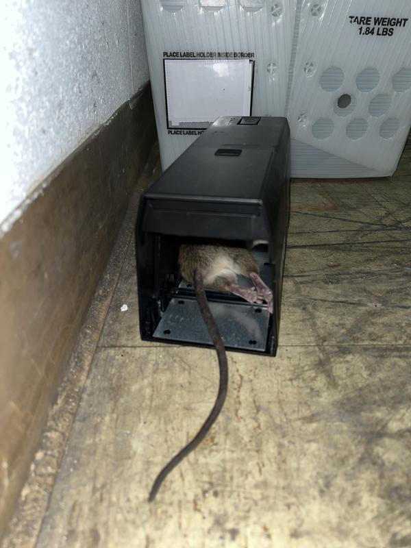 Dead Rat