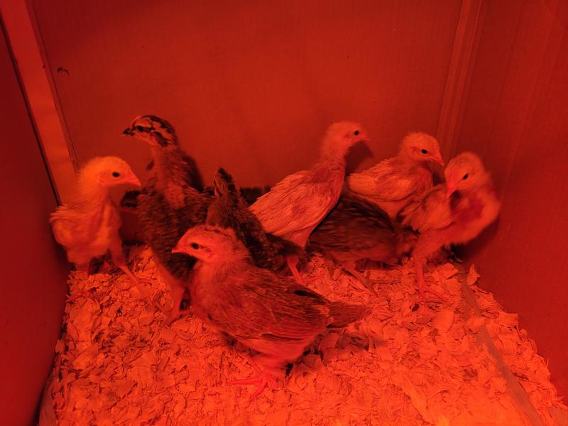 Hoover's Hatchery Live Assorted Color Egg Production Baby Chicks, 10 ct ...