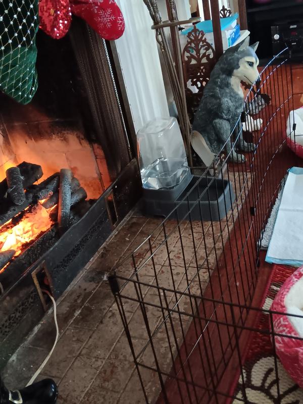 My 14-year-old blind little dog stays in her fenced-in area to protect her nose, but she and her sister both use the water bowl when she's out for exercise.