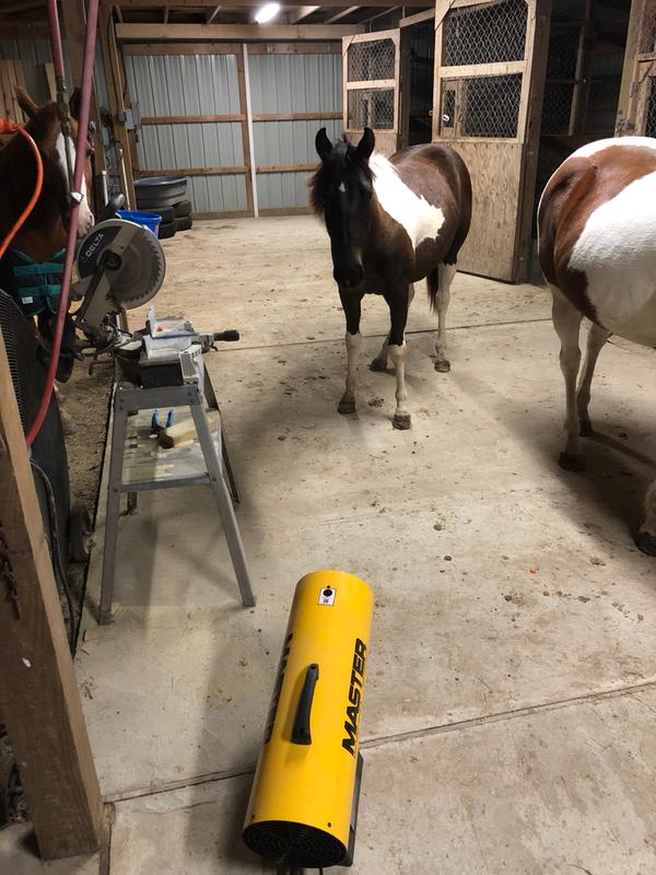 Horses staying warm!
