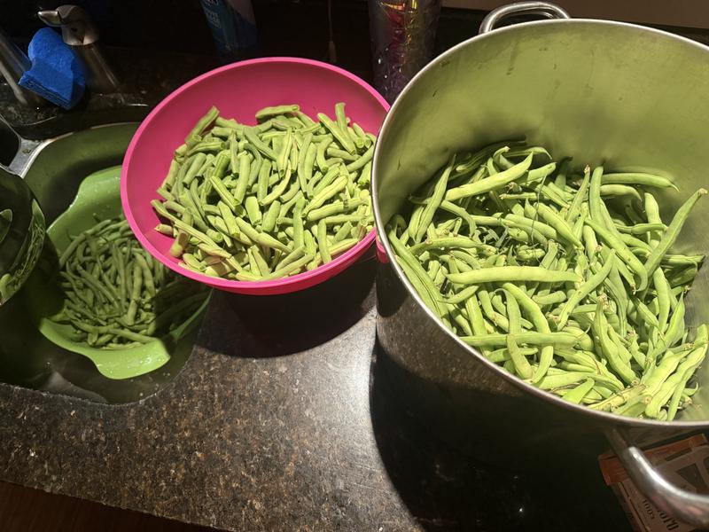 Still have half of the harvest left to do.