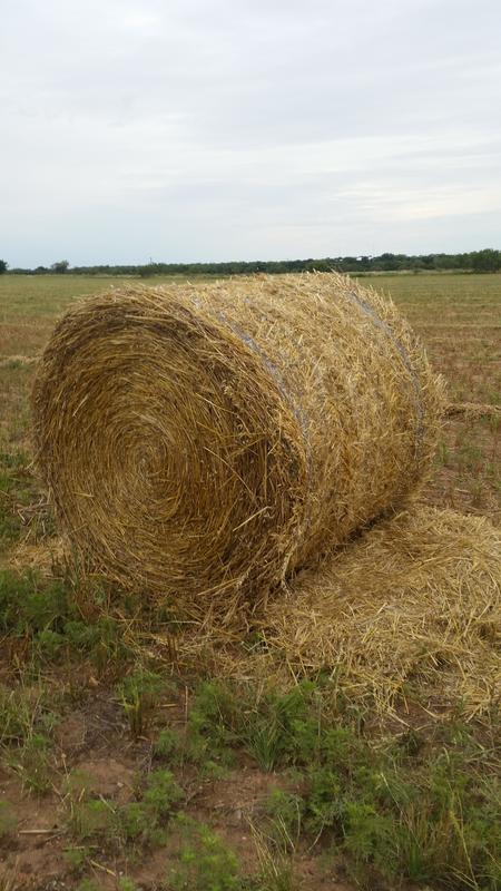Oat hay