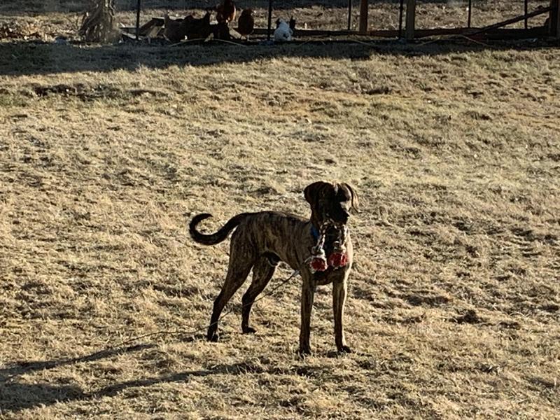 Siden-Beagle/Bull Mastiff 1 1/2 years old